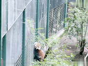 喵十四做你的一日女友和你去动物园后奖励内射到她的小穴里