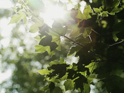 [SQTE-594] セフレ以上、恋人未満。今日は、触れて挿れてイかせて欲しい日 宮城りえ - 1of5