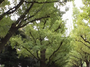 [MIDE-882] 東京想いデート 等身大のわたしとノンフィクション性交 小野六花【破解】 - 1of5