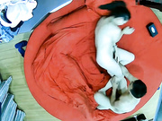 酒店情趣大红床上帝视角近距离偷窥土豪金小哥和白嫩美女做爱潮吹妹子表情销魂