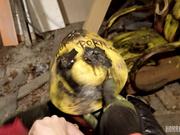 【奇幻猎奇】三美女户外春游被蒙面性狂人挨个抓住暴力虐操  大屌无套抽插三穴全开 女孩外出要当心啊 高清1080